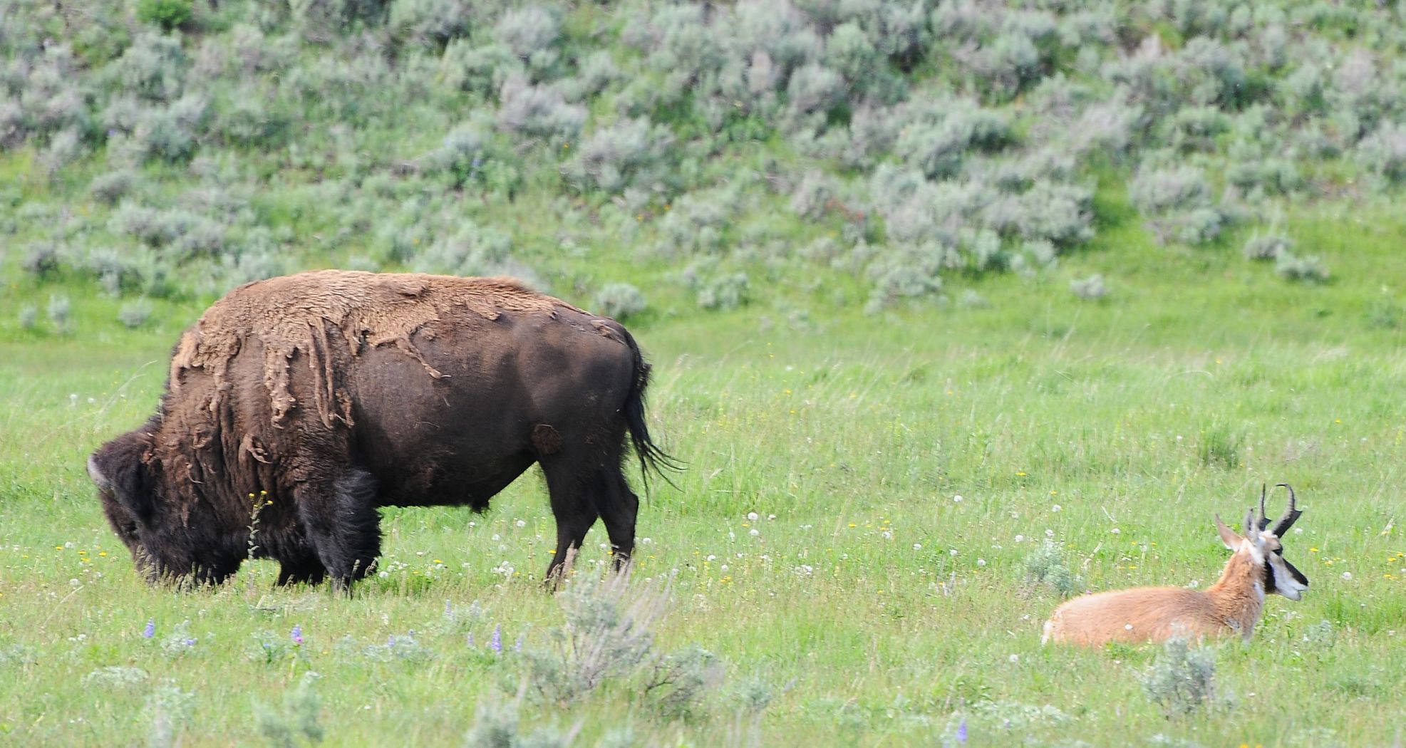 Yellowstone buddies